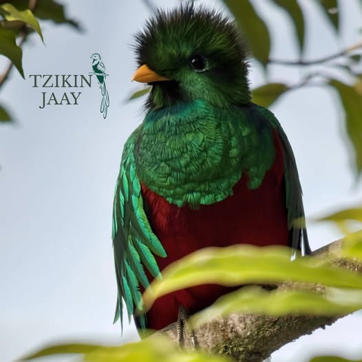 Logo de Tzikin Jaay